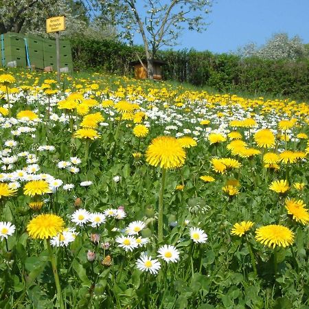 Ferienwohnungen "Allerleigruen" Langenroda Exteriér fotografie