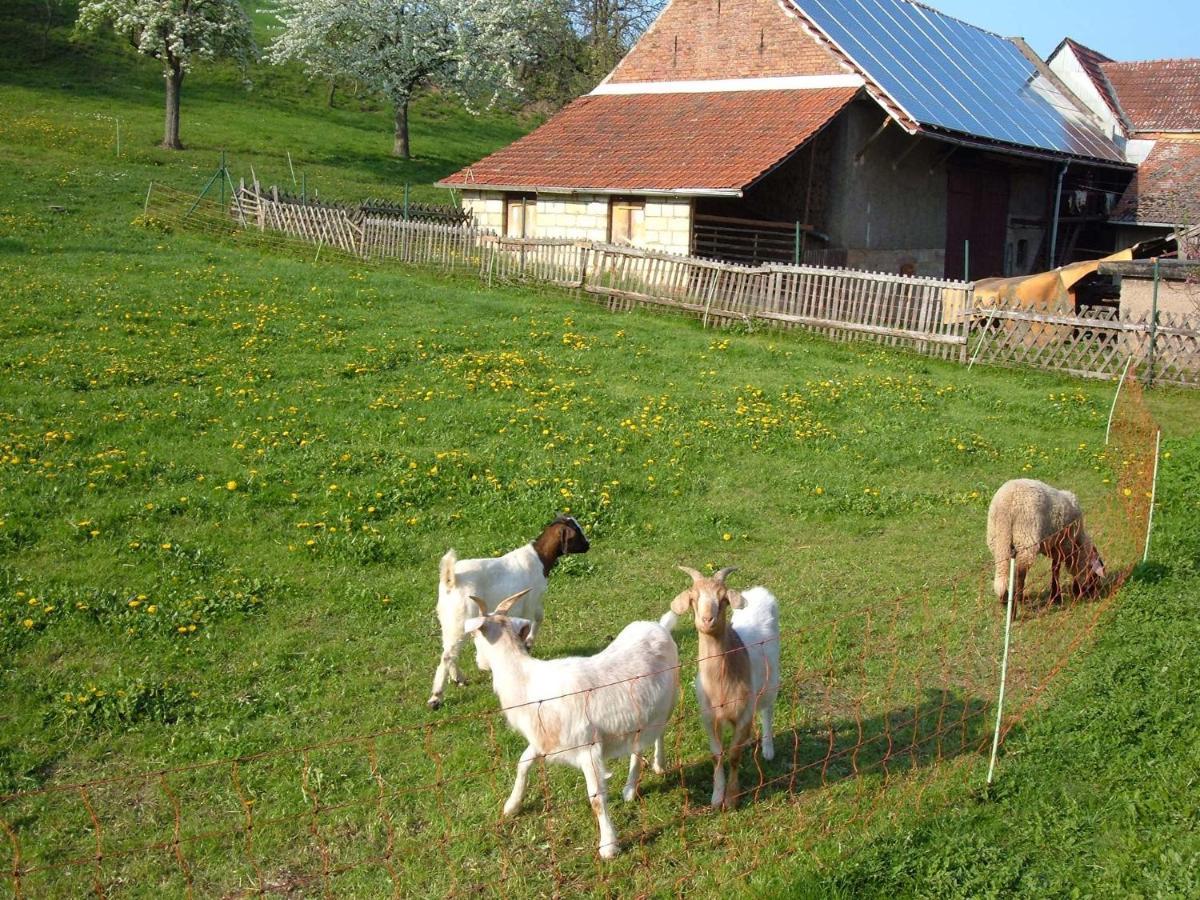 Ferienwohnungen "Allerleigruen" Langenroda Exteriér fotografie